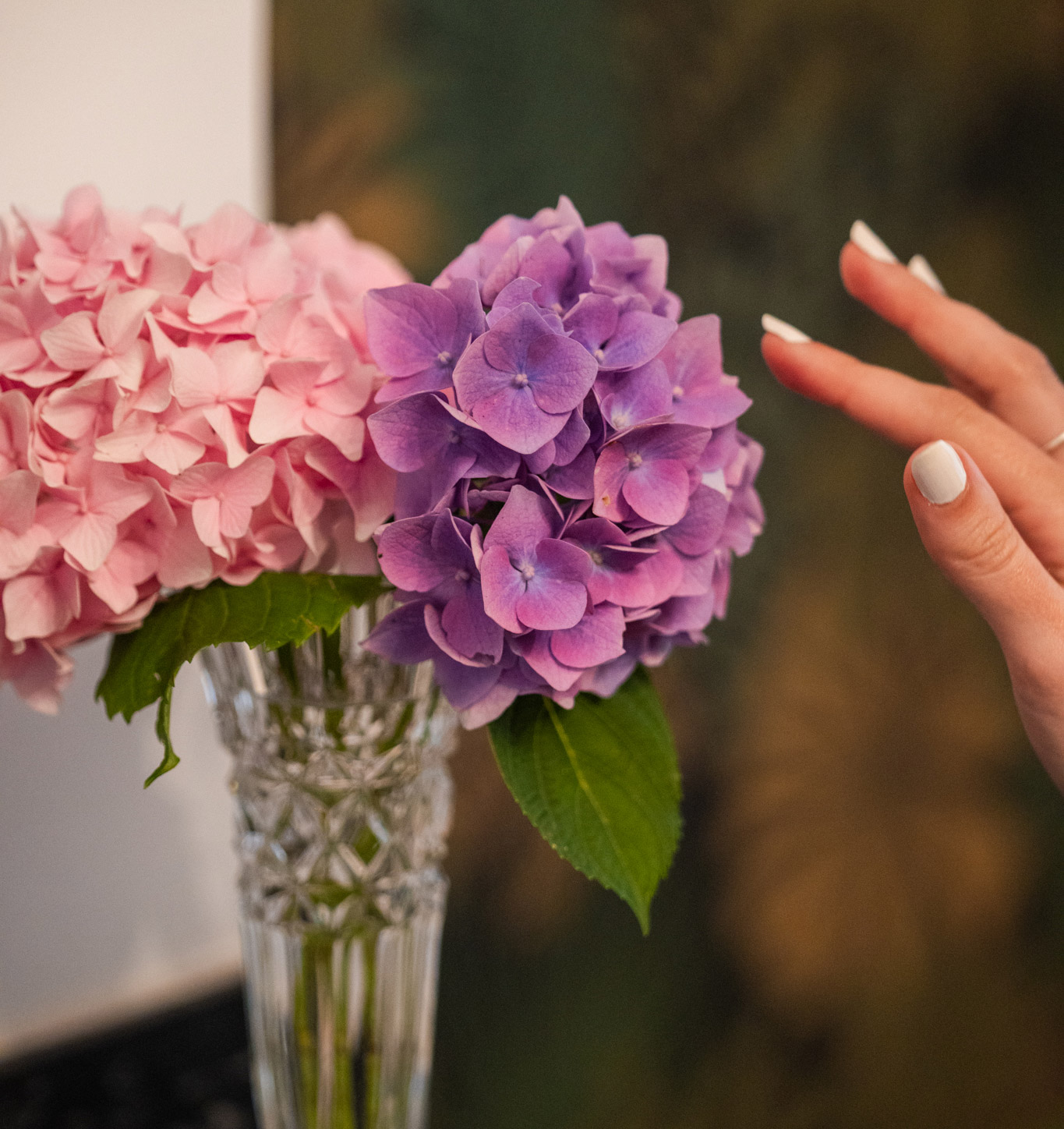 Hortensia en chambre d'hôte