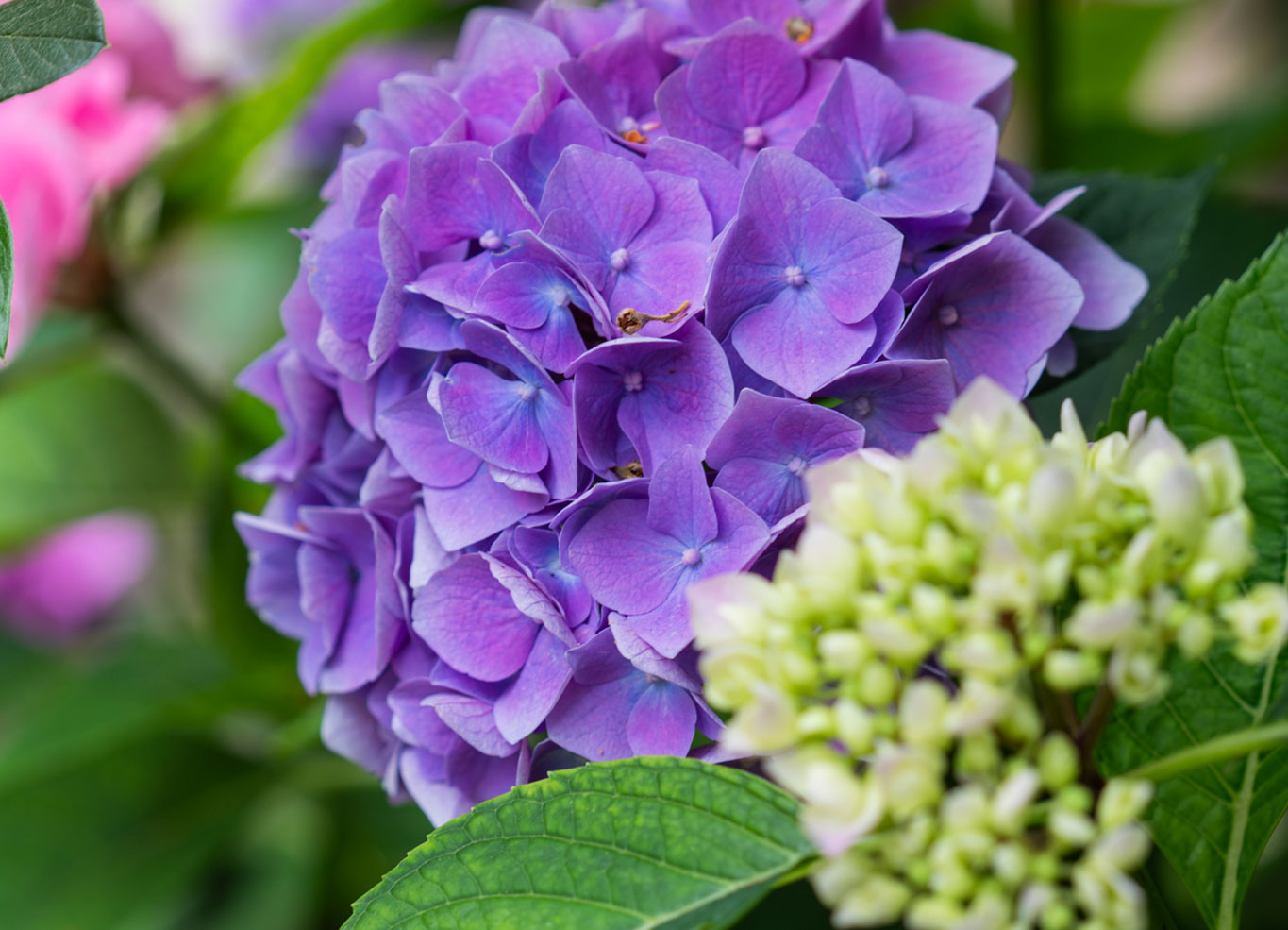 Hortensia violette